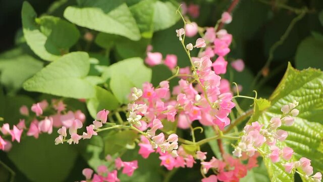 
Mexican creeper flower, Small Pink mix white flower 
