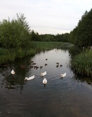 утки на реке