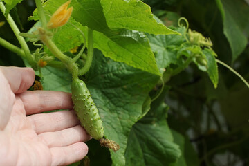 One green cucumber on a bed of leaves. a bed of hybrid varieties of cucumbers in the garden in the open air.