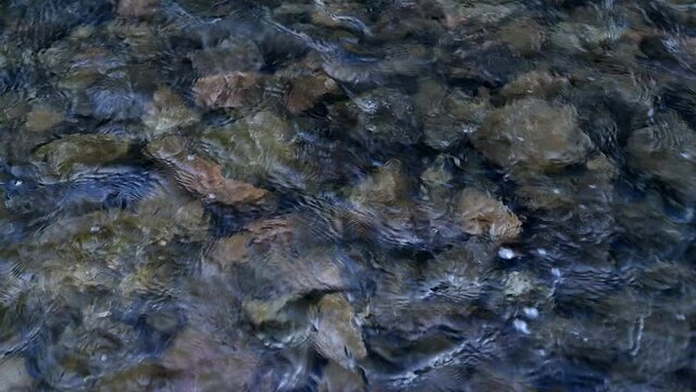 Beautiful shallow clear water river flowing with panning view
