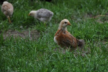 chicken in the grass