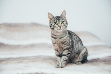 Obraz premium Beautiful tabby cat posing for the camera. Licking it's nose and fur and makes funny faces. 