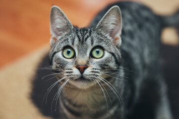 Beautiful tabby cat posing for the camera. Licking it's nose and fur and makes funny faces. 