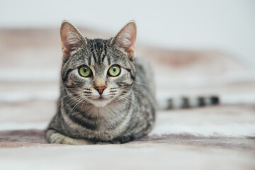 Beautiful tabby cat posing for the camera. Licking it's nose and fur and makes funny faces. 