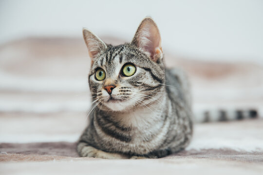 Beautiful tabby cat posing for the camera. Licking it's nose and fur and makes funny faces. 