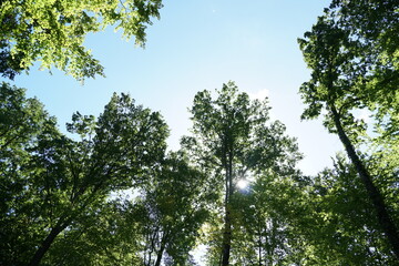 Crowns of deciduous trees in upward perspective, photographed at low angle against clear blue sky with a lot of copy space. 