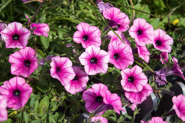 Beautiful pink petunias in the garden