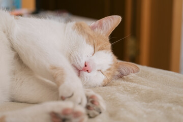 Fototapeta na wymiar close up portrait of cute red and white sleeping cat