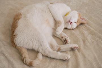 top view portrait of white and orange beautiful cat lying and sleeping on a blanket