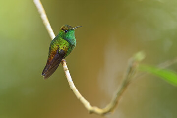Coppery headed emerald  is perching on branch