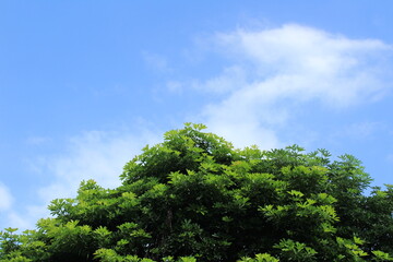 green tree against blue sky