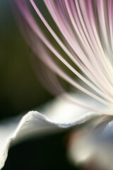 stamens and petal of caper blossom, Capparis Spinosa details, macro