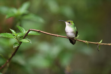 Coppery headed emerald  is perching on branch