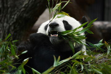 Obraz premium Close-up portrait of a lovely giant panda. The panda is eating a bamboo. Bamboo bear