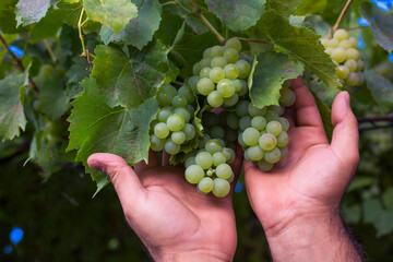 Naklejka na ściany i meble Grapes harvest. Farmers hands with freshly harvested grapes.