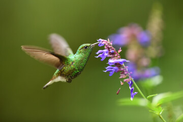 Coppery headed emerald is flying feeding nectar from blue flower