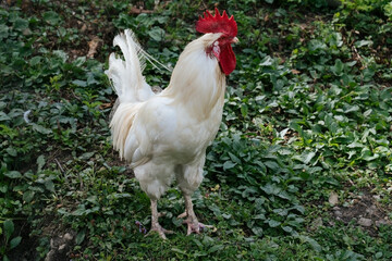 white domestic cock portrait on a background of green grass