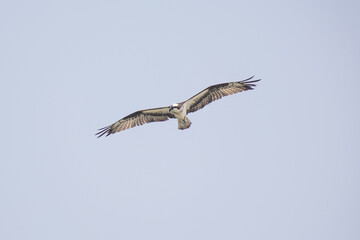Hawk