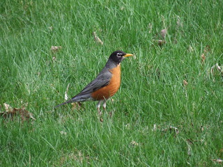 A robin in the grass in upstate New York.