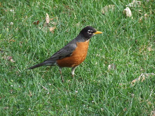 A robin stops for a moment, while foraging for food, in upstate New York in springtime.