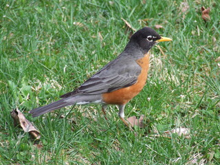 A robin in the grass in upstate New York.