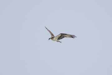 Hawk