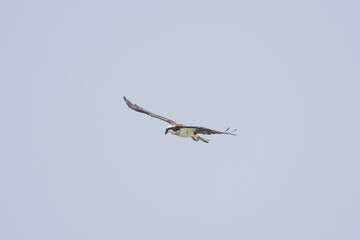 Hawk
