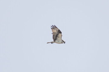 Hawk