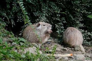 water rats  searching for food on pond shell