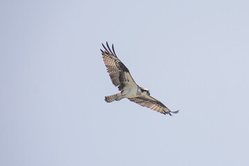 Fototapeta premium Hawk