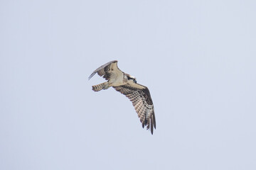 Hawk