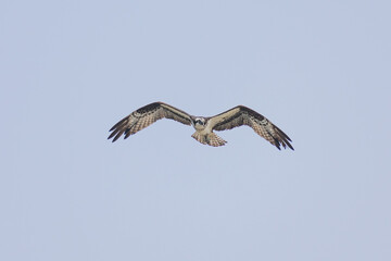 Hawk