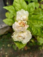 White Jasmine Flower With Leaves
