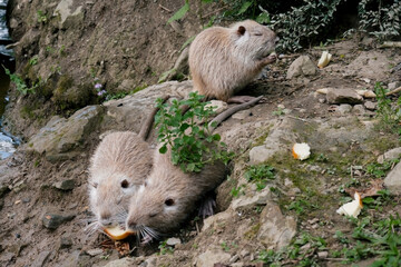 family of nutrias eating bread in a petting zoo
