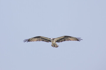 Hawk