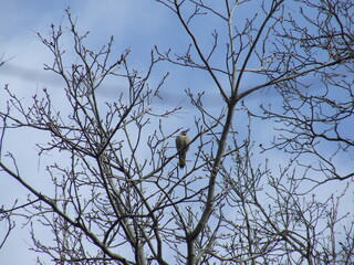 A dove rests on a bare branch in spring, in upstate New York.
