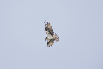 Hawk