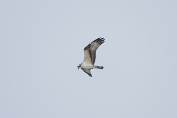 Hawk