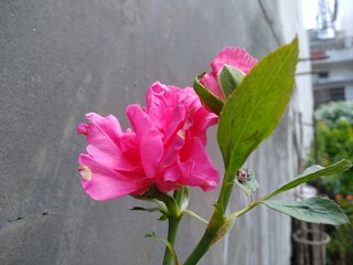 pink rose bud with green leaf