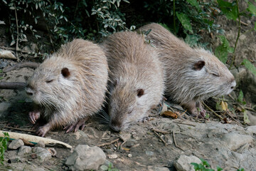 three nutrias searching for food on pond shell