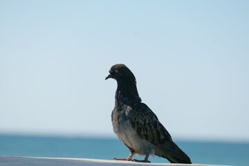 close up of a lone pigeon isolated against the blue sky in summer on the coast
