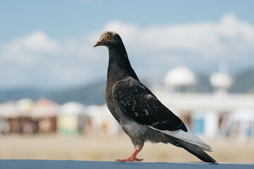 close up of a lone pigeon on a blurred city background