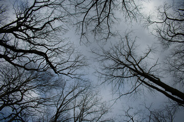 Looking Up at an Overcast Sky in a Scary Dead Forest