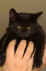 black cute kitten in hands close up