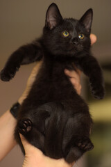 black cute kitten in hands close up