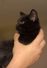 black cute kitten in hands close up