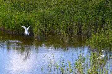 White heron on the lake