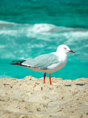 seagull on a rock