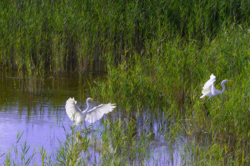 White heron on the lake