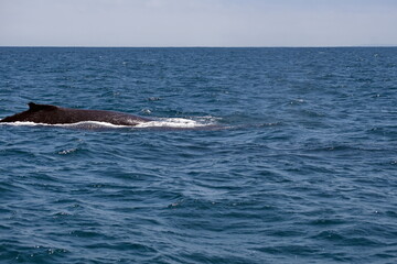 Dorsal fin of a humpback whale in Machalilla National Park, off the coast of Puerto Lopez, Ecuador
